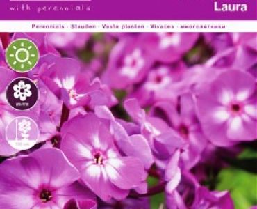 Флокс Paniculata Laura