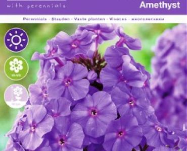 Флокс Paniculata Amethyst