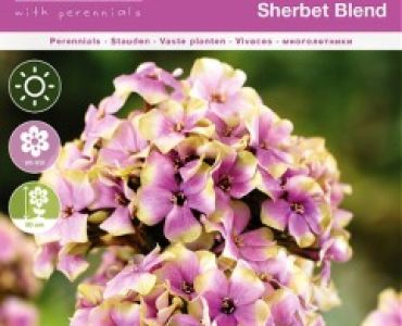 Флокс Paniculata Sherbet Blend