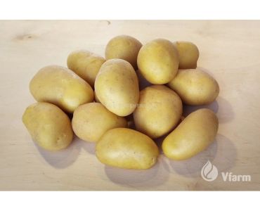 Семе картофи Emanuelle- категория А