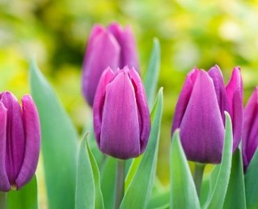 Лале purple prince 11/12