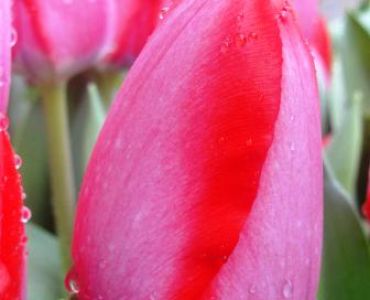 лале Trick 11/12