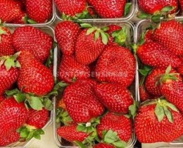 Ягоди Селва, размер А /FRAGARIA SELVA/