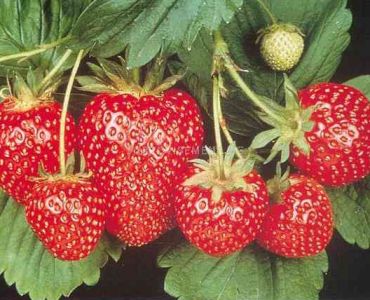 Ягоди Симфония, размер А+ /FRAGARIA SYMPHONY /