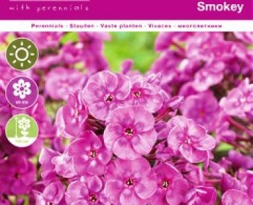 Флокс Paniculata Smokey