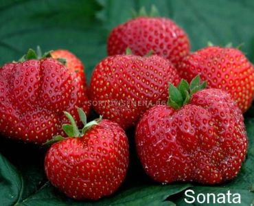 Ягоди Соната, размер А+ /FRAGARIA SONATA /