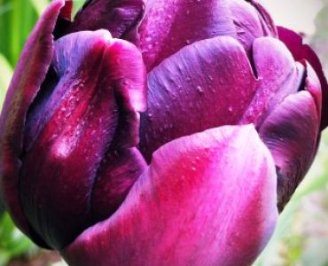 лале Bold Black Hero 11/12