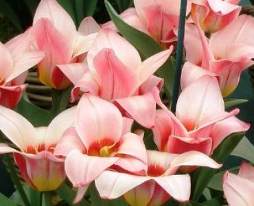 лале Optimism Heart's Delight 11/12