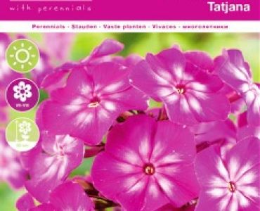 Флокс Paniculata Tatjana