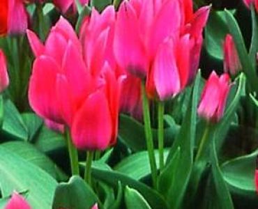 лале Florid Toronto 11/12