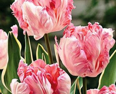 лале Silver Parrot 11/12