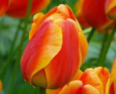 лале World's Fire 11/12