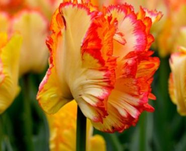 Лале caribbean parrot 11/12