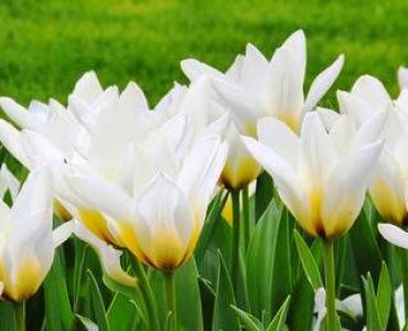 лале Optimism Concerto 11/12