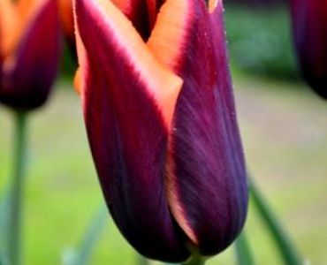 лале Courage Muvota 11/12