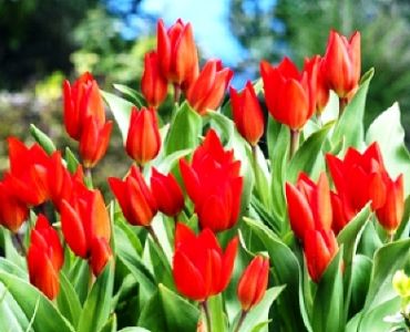 Лале Multiflora Рraestans Fusilier 11/12