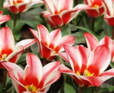 лале Optimism Ronocchio 11/12