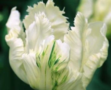 Лале parrot white 11/12