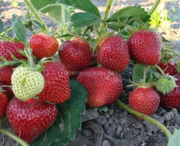 Ягоди Вима Тарда, размер А+ /FRAGARIA VIMA TARDA/