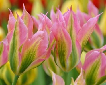 Лале Virichic 11/12