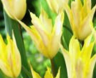 лале Supremacy Johan Cruijff