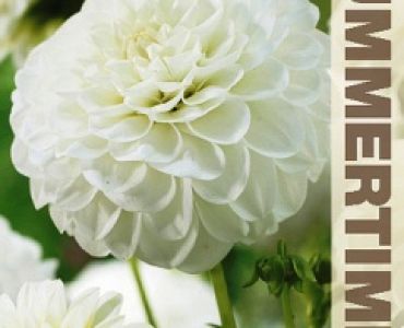 Далия White Aster