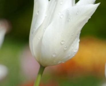 Лале White Triumphator 11/12