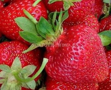 ягоди (Strawberry) Zenga Zengana