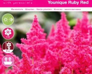 Астилбе younique ruby red