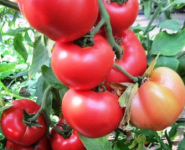 домати Хъни Муун F1 (Honey Moon)