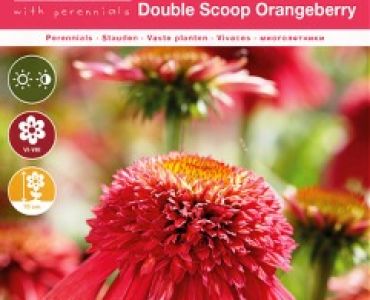 Ехинацея Double scoop orangeberry
