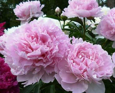 Божур Nacy nora (ароматен)