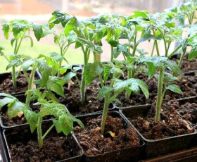 Производство на разсад домати