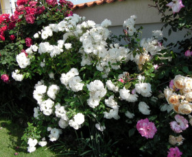 ПРИЕМАНЕ НА ПРЕДВАРИТЕЛНИ ЗАЯВКИ ЗА РОЗИ СЕЗОН 2017!!!