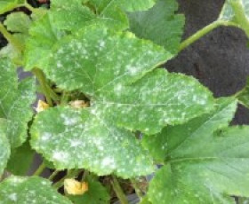 Брашнеста мана по краставиците