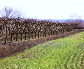 Есенно торене и пръскане