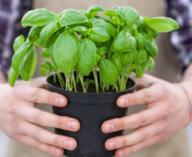 Босилекът-любима билка и подправка