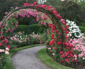 ПРОМОЦИЯ НА ВСИЧКИ РОЗИ!