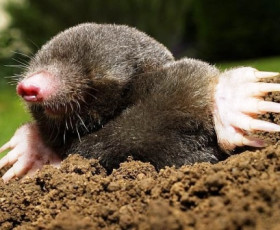 Борба с къртици и сляпо куче