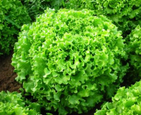 Използване на торовете Hydrofert в производсвото на салати