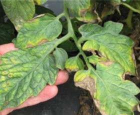 Мана по домати