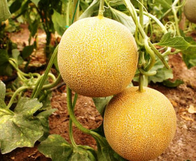 Технология за отглеждане на пъпеши