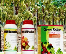 Растеж на плодовете и значение на калция