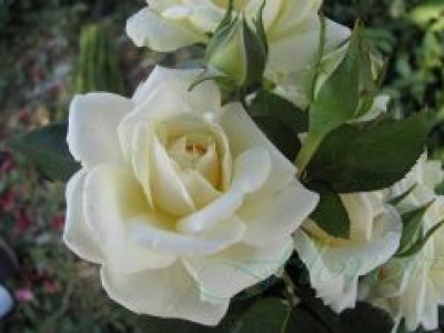   Облагородена катереща роза Флоров: Каталожен номер 21