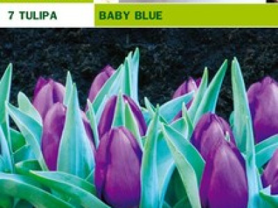   лале Baby Blue (пакет - 7 луковици)