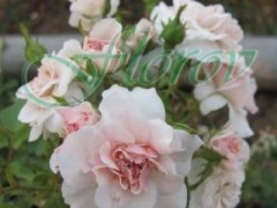   Облагородена бордюрна роза Флоров: Каталожен номер 43