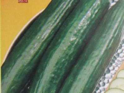   краставици - Градински дълги
