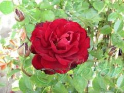   Облагородена бордюрна роза Флоров: Каталожен номер 39