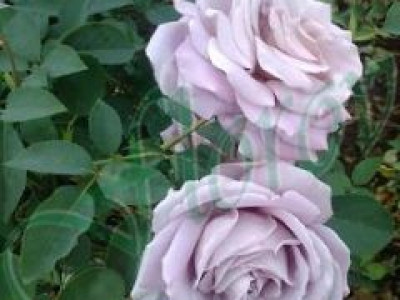   Облагородена катереща роза Флоров: Каталожен номер 33