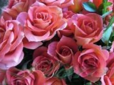   Облагородена бордюрна роза Флоров: Каталожен номер 37